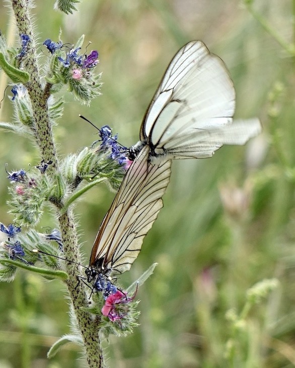 black-veined white